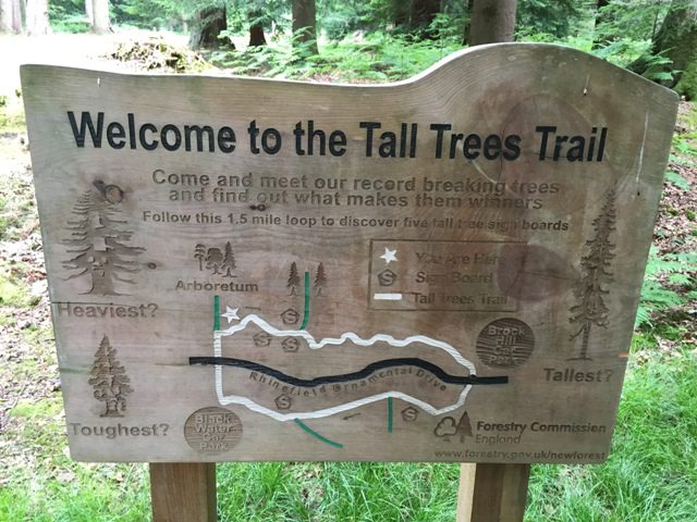 Welcome to the Tall Trees Trail in Brockenhurst.