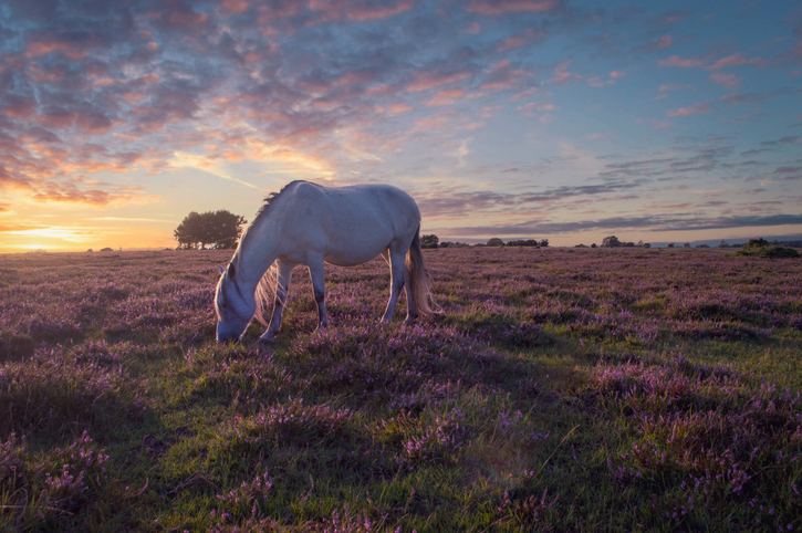 New Forest pony in the heather.